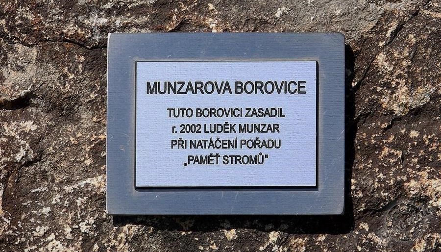 Munzarova borovice